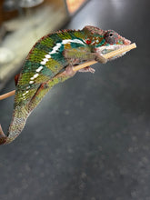 Load image into Gallery viewer, ANKILOBE Panther Chameleon: Ankify x Ambilobe (J5)