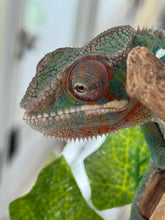 Load image into Gallery viewer, AMBILOBE Panther Chameleon: Frank x Sandy (J9)