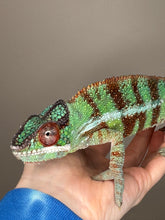 Load image into Gallery viewer, AMBANJA Panther Chameleon: (J8)