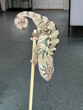 Load image into Gallery viewer, AMBILOBE Panther Chameleon: Sam x Georgia (P10)
