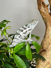 Load image into Gallery viewer, SURPRISE male: (R8)