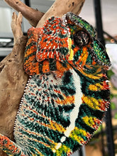 Load image into Gallery viewer, AMBILOBE Panther Chameleon: WC Hawkeye x Nugget (F4)