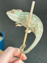Load image into Gallery viewer, AMBILOBE Panther Chameleon: Starburst x Shirin (R2)