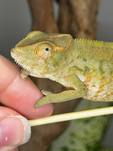 Load image into Gallery viewer, AMBANJA FEMALE Panther Chameleon: Neon Nights x Tango (S19)