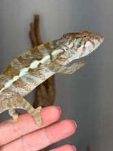 Load image into Gallery viewer, Female Nosy Be Panther Chameleon | (E8)