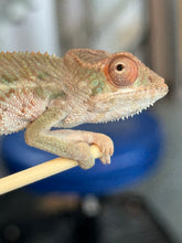 Load image into Gallery viewer, AMBILOBE Panther Chameleon: Magnus x Skittles (R2)