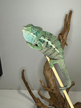 Load image into Gallery viewer, AMBANJA Panther Chameleon: (E7)