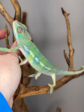 Load image into Gallery viewer, AMBILOBE Panther Chameleon: (E22)