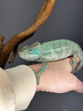 Load image into Gallery viewer, AMBANJA X ANKIFY Panther Chameleon:(J10)