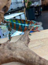 Load image into Gallery viewer, AMBILOBE male: WC Hawkeye x Nugget (J3)