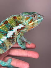 Load image into Gallery viewer, AMBANJA Panther Chameleon: (J5)