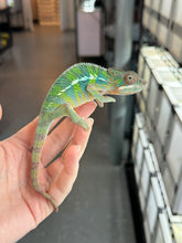 Load image into Gallery viewer, AMBILOBE Panther Chameleon: Frank x Sandy (J6)