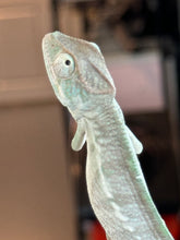 Load image into Gallery viewer, AMBANJA Panther Chameleon x WC male (I4)