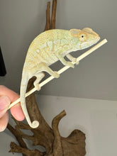 Load image into Gallery viewer, NOSY BE FEMALE Panther Chameleon: Neptune x Marina 🚺 (S6)