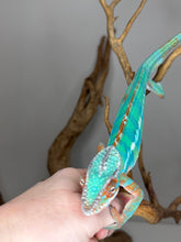 Load image into Gallery viewer, Ambilobe Panther Chameleon (Male) – Flash Jr. × Aslan Bloodline | Captive-Bred Holdback | E5