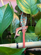 Load image into Gallery viewer, AMBILOBE Panther Chameleon: (J7)