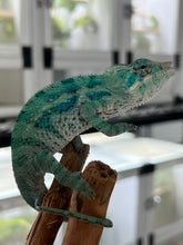 Load image into Gallery viewer, AMBANJA/NOSY FALY male (E15)