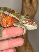 Load image into Gallery viewer, AMBILOBE Panther Chameleon: (E31)
