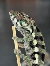 Load image into Gallery viewer, Sambava Male: Marley x Mabel (E2)