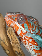 Load image into Gallery viewer, AMBILOBE Panther Chameleon: (K1)