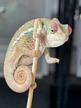 Load image into Gallery viewer, AMBILOBE Panther Chameleon: Starburst x Shirin (R3)