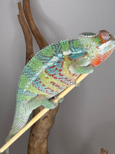 Load image into Gallery viewer, AMBILOBE Male Panther Chameleon: (E5)