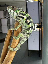 Load image into Gallery viewer, SAMBAVA Male: Marley x Mabel (S3)