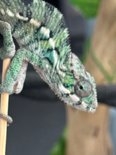 Load image into Gallery viewer, AMBILOBE Panther Chameleon: Magnus x Emma (Q3)
