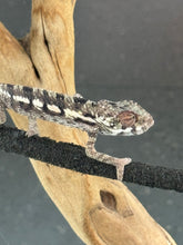 Load image into Gallery viewer, SAMBAVA Panther Chameleon: Marley x Mabel (R7)