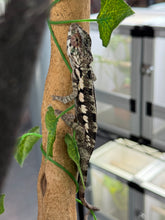 Load image into Gallery viewer, SAMBAVA Panther Chameleon: Marley x Mabel (R7)