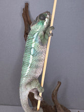 Load image into Gallery viewer, š„ Ambilobe Panther Chameleon ā Male (E24) | Flash x Phoenix Line Unique Temperament ⢠Captive-Bred