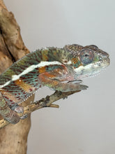 Load image into Gallery viewer, AMBILOBE Panther Chameleon: (E18)