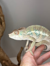 Load image into Gallery viewer, AMBILOBE Male Panther Chameleon: (E32)