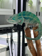 Load image into Gallery viewer, AMBANJA/NOSY FALY male (E15)