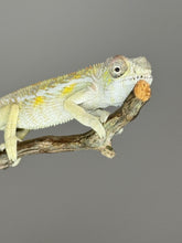 Load image into Gallery viewer, SAMBAVA Panther Chameleon: (E17)