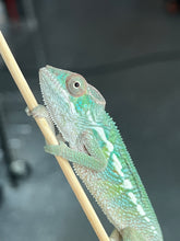 Load image into Gallery viewer, Ambilobe male: Flash x Rocky (R5)