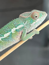 Load image into Gallery viewer, Ambilobe male: Flash x Rocky (R5)