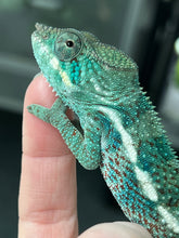 Load image into Gallery viewer, AMBANJA/NOSY FALY male (E12)