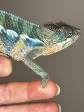 Load image into Gallery viewer, AMBILOBE Male Panther Chameleon: (E35)