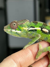 Load image into Gallery viewer, Sambava Male: Marley x Mabel (E1)