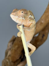 Load image into Gallery viewer, Ambilobe FEMALE: Magnus x Skittles 🚺 (R10)