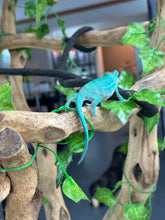 Load image into Gallery viewer, AMBANJA Panther Chameleon: Blue Inferno x Tango (E12)