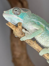 Load image into Gallery viewer, AMBILOBE Panther Chameleon: (E22)