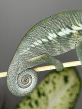 Load image into Gallery viewer, ANKILOBE Panther Chameleon: Ankify x Ambilobe (Q7)