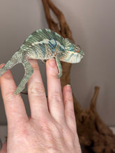 Load image into Gallery viewer, AMBILOBE Panther Chameleon: (E36)