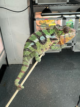 Load image into Gallery viewer, SAMBAVA Panther Chameleon: Marley x Mabel (J1)