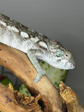 Load image into Gallery viewer, AMBILOBE FEMALE Panther Chameleon: Rogue x Phoenix (S5)