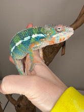 Load image into Gallery viewer, AMBILOBE Panther Chameleon: (J2)