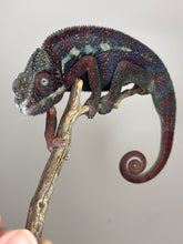 Load image into Gallery viewer, AMBANJA Panther Chameleon: (E15)