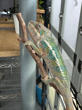 Load image into Gallery viewer, AMBILOBE Panther Chameleon: (E4)